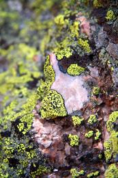 Lichen covered Granite 